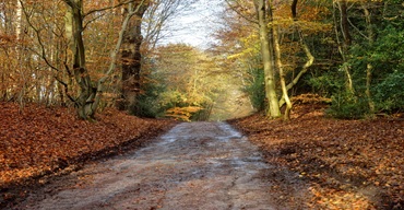 Epping Forest